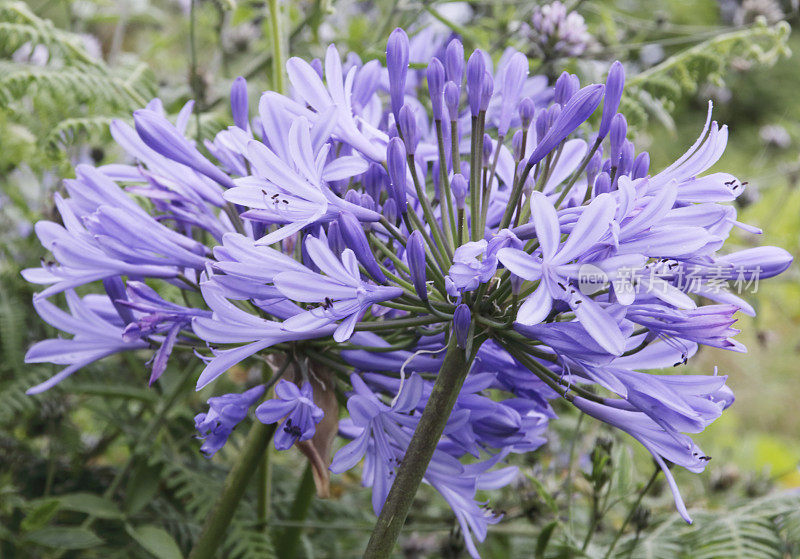 Agapanthus 花 (Agapanthsu Africanus)